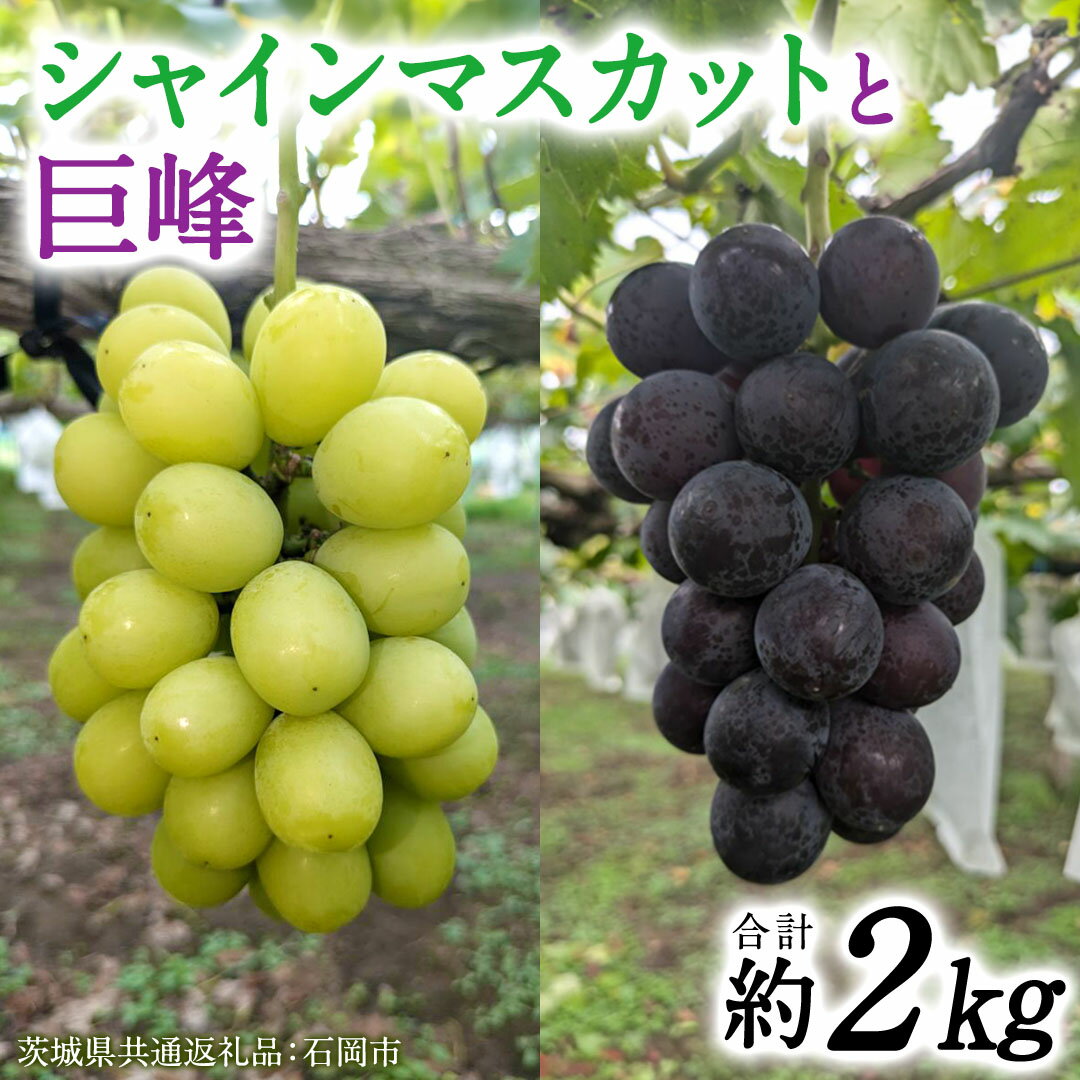 【ふるさと納税】「 シャインマスカット 」と「 巨峰 ( 種あり )」合計 約 2kg 【茨城県共通返礼品/石岡市】 葡萄 ブドウ