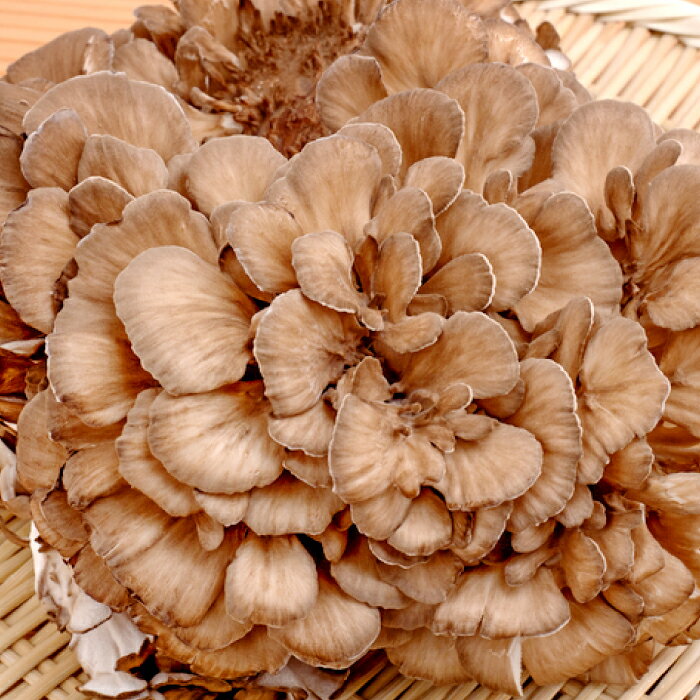 【ふるさと納税】 まいたけ 約1.2kg 約400g 3株 野菜 山菜 きのこ 舞茸 低カロリー 健康食 美容 栄養豊富 季の香 焼きまいたけ すき焼き 天ぷら 舞茸ご飯 冷蔵 特産品 お取り寄せ グルメ