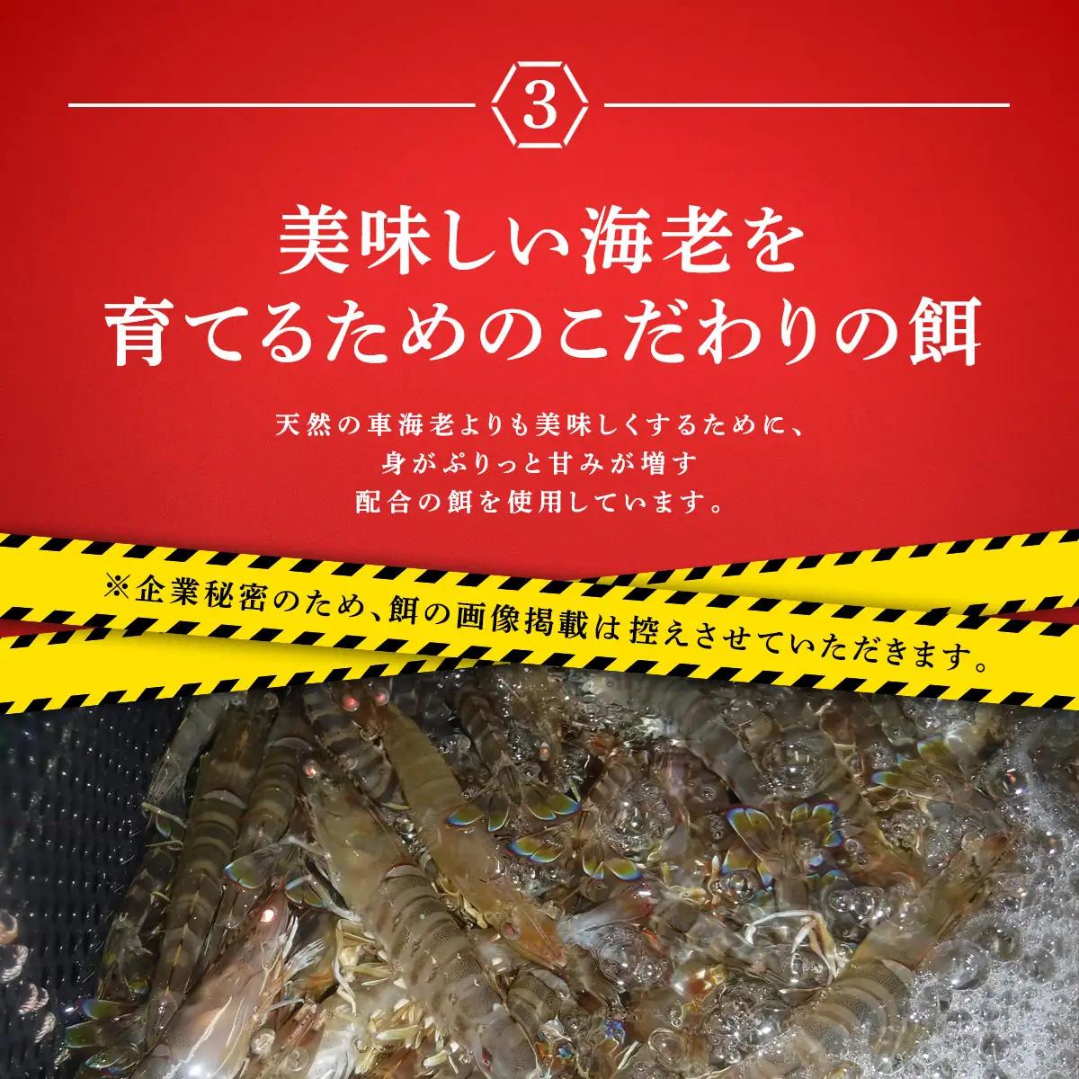冷凍車えび 500g 贈答箱入り 活〆車海老 エビ 魚介 海鮮 人気 奄美大島 宇検村 鹿児島 車海老 