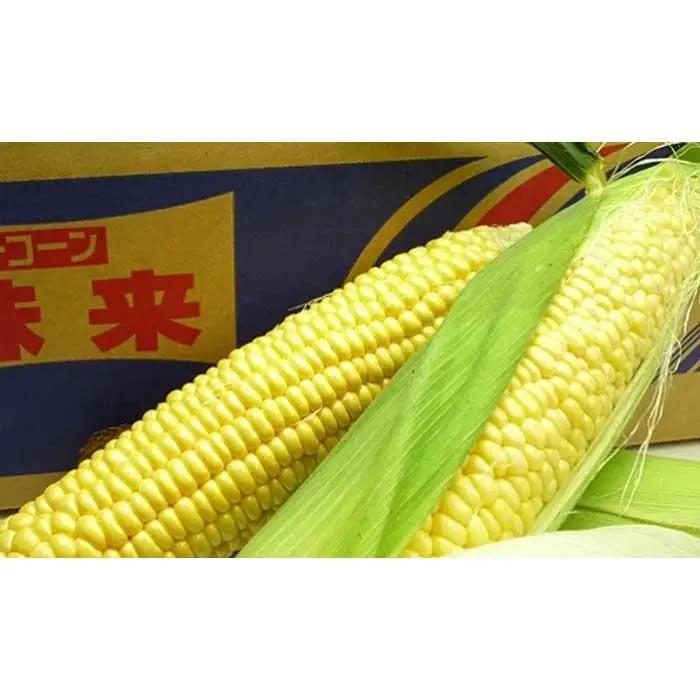 とうもろこし もぎたてトウモロコシ 5kg 坂出市産【先行予約：2026年6月上旬～順次発送】 | トウモロコシ トウモロコシ トウモロコシ トウモロコシ トウモロコシ