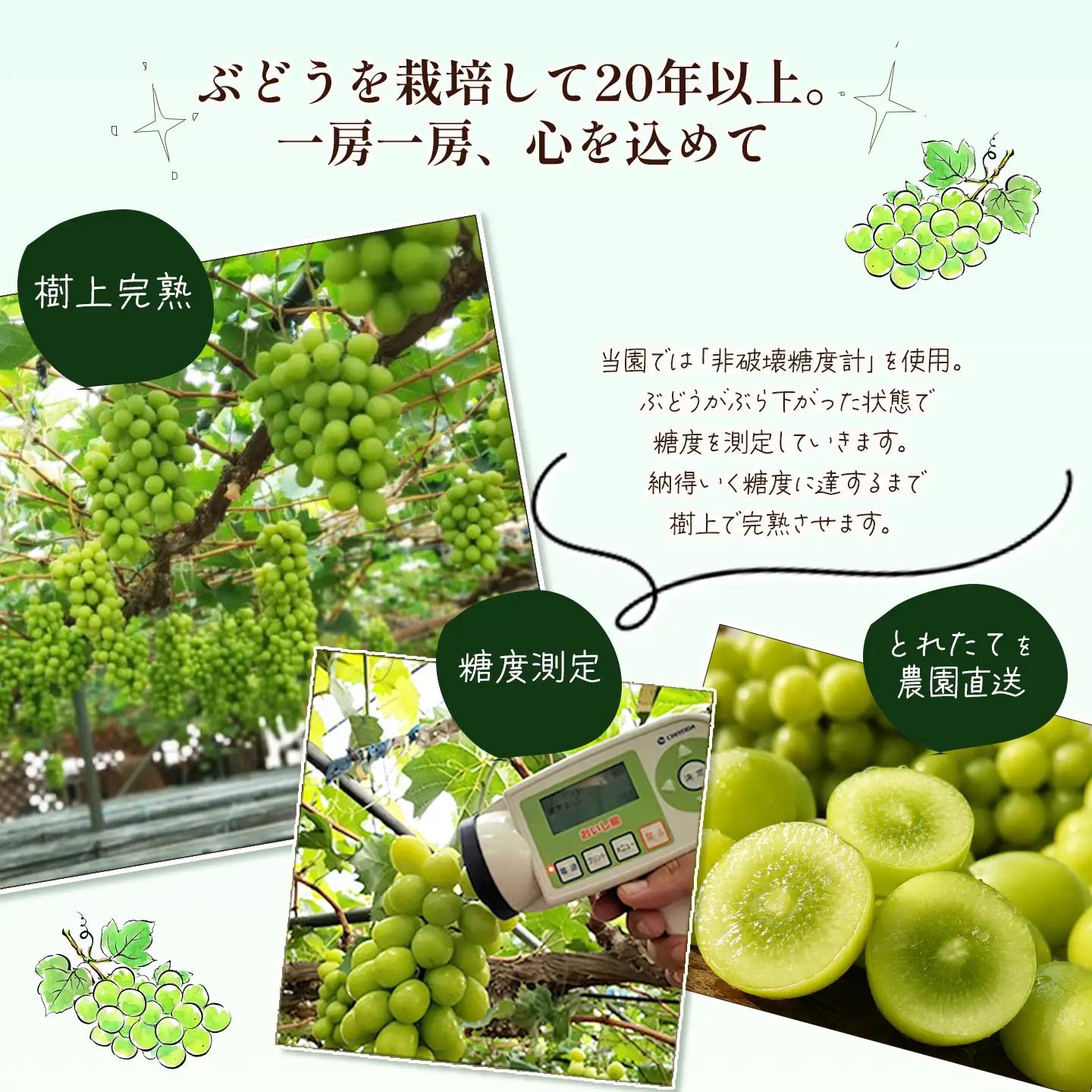 【家庭用バリュー】シャインマスカット 約2.0㎏（5～6房）シャインマスカット【8月～10月発送】