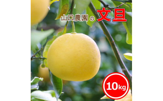 文旦 10kg みかん 蜜柑 果物 柑橘 フルーツ 傷 シミ サイズミックス ジュース ゼリー ビタミン 美容 健康 山口農園 送料無料 発送期間: 2025年2月下旬～2025年4月末（なくなり次第終了）