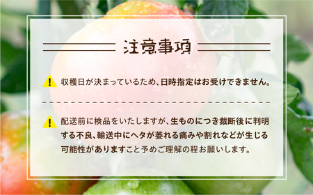 【2026年10月～発送】大容量 トマト 4kg 訳あり トマト ポットファクトリー