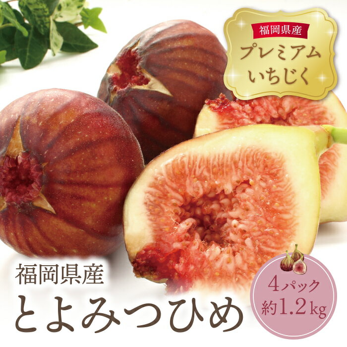 【ふるさと納税】2026年発送 とよみつひめイチジク（4パック）約1.2kg 無花果 いちじく 福岡県 福智町産 ブランド 果実 先行予約 送料無料 《 予約受付 》 レビューキャンペーン