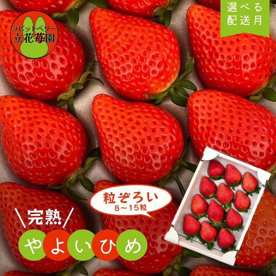 
            【粒ぞろい】立花苺園の完熟やよいひめ 贈答用 自分にご褒美 ギフト 選べる発送月 内容量 千葉県八街市 八街 苺 いちご イチゴ
          