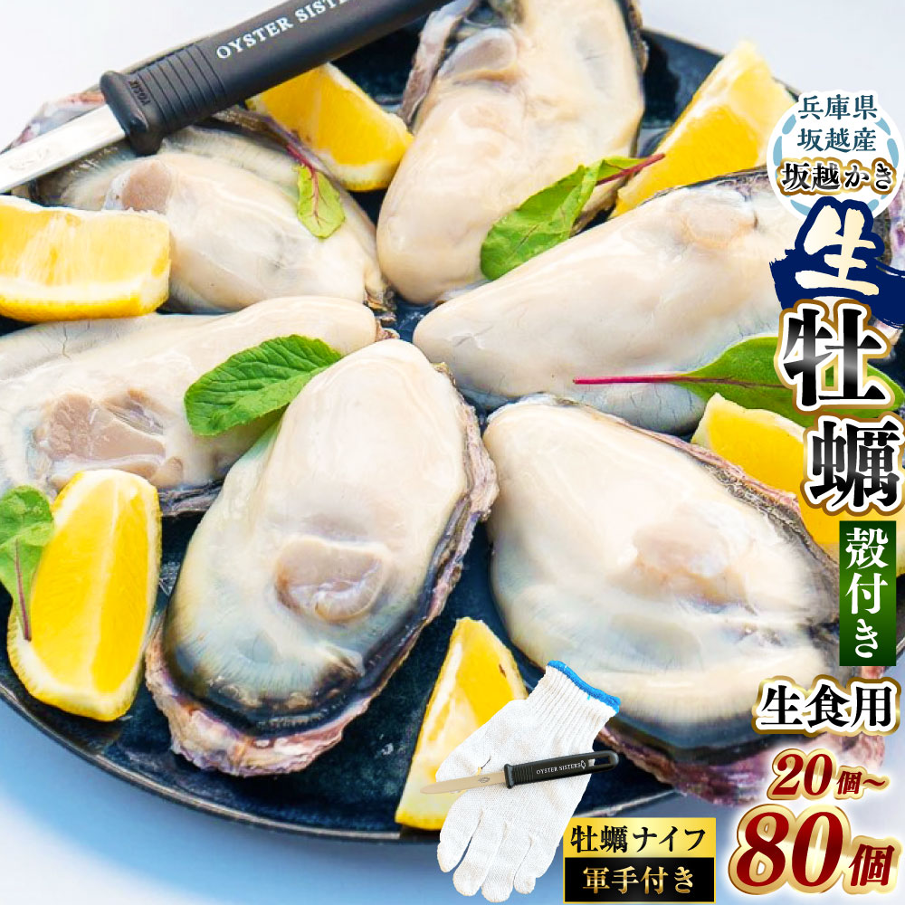 【ふるさと納税】＜選べる個数＞ 坂越かき 殻付き 20個 ・ 30個 ・ 50個 ・ 80個（牡蠣ナイフ・軍手付き） ／ 牡蠣 かき カキ オイスター サムライオイスター 魚介 貝 海産物 ギフト 坂越湾 兵庫県 赤穂市 冷蔵 送料無料