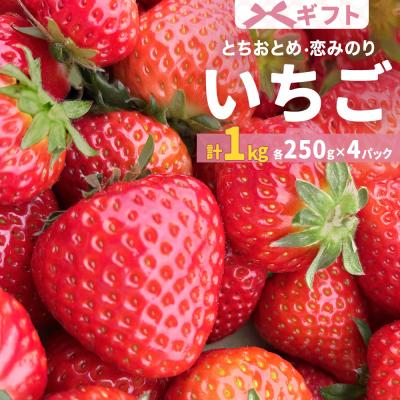 ふるさと納税 石巻市 【2026年1月中旬より発送開始】 いちご 恋みのり とちおとめ 250g×4パック ギフト 苺