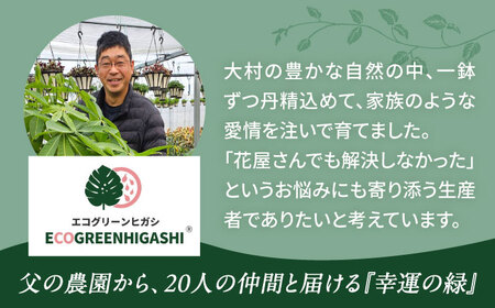 観葉植物 ドルセナトルネード 鉢植え 大村市 エコグリーンヒガシ/室内植物 鉢付き 植物 インテリア おしゃれ プレゼント ギフト[ACAL008]