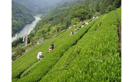 中井侍銘茶（一袋100g入り）（お茶 茶葉 日本茶 緑茶 国産 手摘み 幻のお茶 浅蒸し茶 中井侍銘茶 秘境）【長野県天龍村】