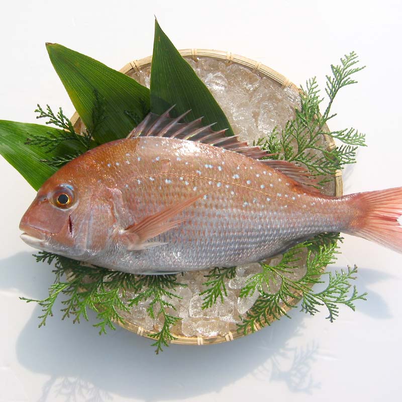 【ふるさと納税】【朝獲れ直送便】瀬戸内海産の天然鯛を丸ごと1匹 大サイズ 魚貝類 加工食品 FAH-0108