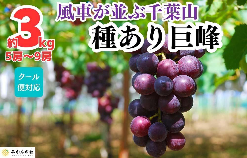 
ぶどう 巨峰 種あり 3kg 5～9房 和歌山県産 クール便対応 【みかんの会】
