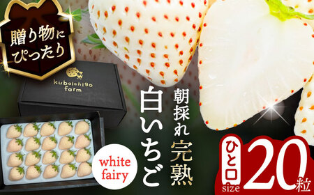 【先行予約】 ＼毎年1月より順次発送／ 白いちご　White Fairy 20粒 果物 いちご フルーツ 愛西市 / くぼ苺農園 【配達不可：北海道・沖縄・離島】[AECJ017]