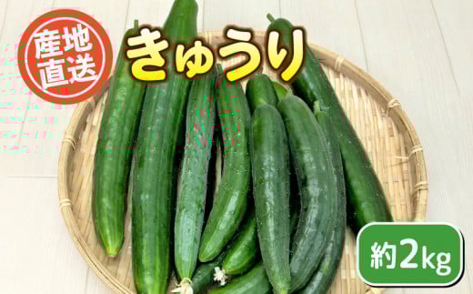 きゅうり 約 2kg 野菜 キュウリ 胡瓜 産地直送 サラダ 漬物 期間限定 下関 山口