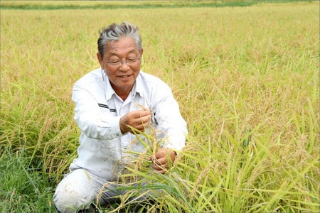 京都丹後産コシヒカリ特別栽培米　いわきしろやま 10kg