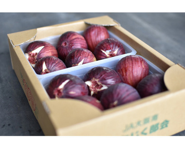 いちじく 朝採り 【2026年配送】　約1kg ／ 無花果 イチジク フルーツ くだもの 果物 果実 朝採れ 新鮮 農家直送 河南町産 大阪府 特産品 No.330