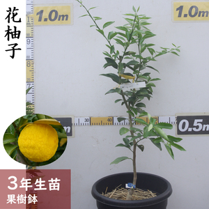 訳あり＜すだ農園＞3年生 苗木 ◇柑橘類 花柚子(ハナユ・花ユズ) [果樹鉢苗 2023年] ※北海道・沖縄・離島への配送不可
