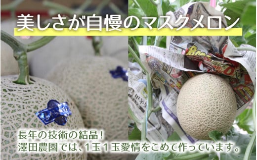 【先行予約】赤肉マスクメロン（1.5kg以上 1玉入）味も見た目も抜群！アールスメロン  / 期間限定 果物 フルーツ 産地直送 赤肉 人気 ギフト 贈答 ※2026年7月上旬より順次発送 [aw03
