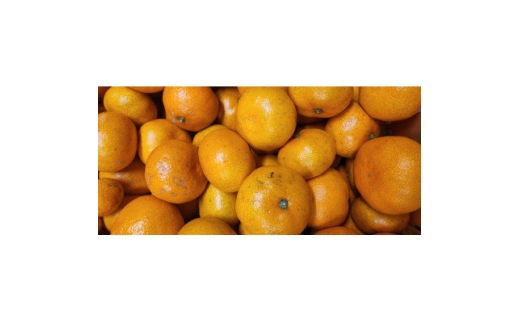 栽培期間中農薬不使用のみかん計12kg＜C56-90＞【1698401】