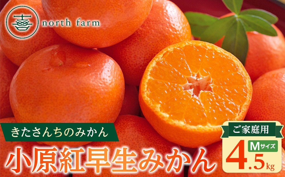 
                  【先行予約】きたさんちのみかん　小原紅早生みかん4.5kg　ご家庭用（Mサイズ）【12月上旬発送】
                