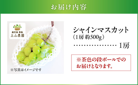 【 2025年 先行予約 】【 桜島 産 】 シャインマスカット 1房 K260-001_01 シャイン マスカット ぶどう 葡萄 果物 フルーツ 旬 糖度 18度 皮ごと 種なし 種無し 農家 先行
