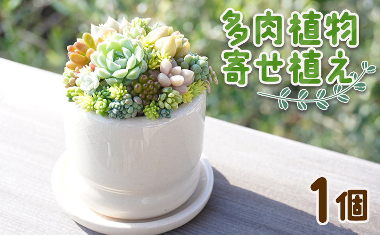 
            【寄せ植え】多肉植物 多肉 1個 - 鉢植え インテリア ガーデニング おしゃれ グリーン プレゼント 観葉植物 多肉 植物 寄せ植え かわいい お楽しみ 自然 PUKUTTO 高知県 香南市 pk-0001
          