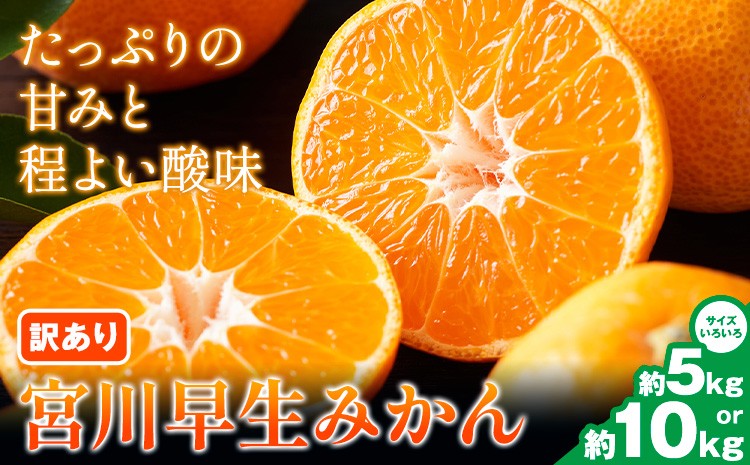 
                  宮川早生みかん訳あり 選べる 約5kg 約10kg (サイズいろいろ) うえやまファーム《2026年11月下旬-2027年1月上旬頃出荷》 和歌山県 日高川町 旬 新鮮 果物 柑橘 フルーツ 国産 送料無料 ミカン みかん
                