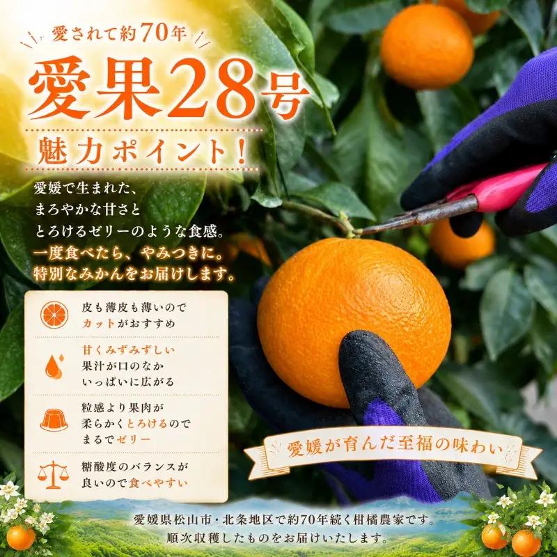 【2026年11月下旬から発送予定】 数量限定 愛果28号（紅まどんなと同品種） 約3kg×2箱 みかん 紅まどんなと同品種 果物 紅まどんなと同品種 フルーツ 紅まどんなと同品種 愛媛県【HMN01