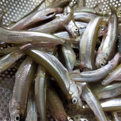 ふるさと納税 豊頃町 北海道十勝豊頃大津産 中村水産の漁師手作りわかさぎの佃煮300g[No.5891-084] |  | 03