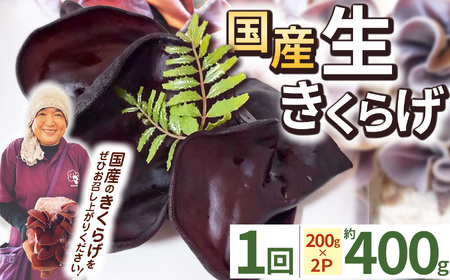 【先行予約】【期間限定】生きくらげ 200g×2P ともちゃん農園 | きくらげ 生きくらげ 食物繊維 鉄分 カルシウム ビタミンD カリウム アミノ酸 低カロリー ダイエット中でも安心 高血圧予防 ふるさと 納税 栃木県 那珂川町 送料無料