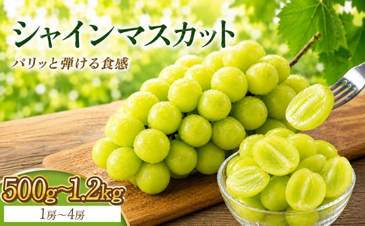 
                  先行予約 シャインマスカット 500g 800g 1.2kg 【2026年8月中旬～9月下旬頃発送予定】 ぶどう ブドウ フルーツ 果物 国産 九州 熊本 熊本県 産地直送 パリッと 弾ける 食感 爽やか 甘い 贅沢 家庭用 お取り寄せ ご褒美 デザート 夏 秋 贈答 ギフト くまふる
                