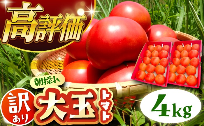 
                  【2週間以内に発送！】【10月中旬まで受付】  ＼訳あり／ 大玉トマト 4kg / 朝採り 甘い トマト 訳あり 訳アリ お取り寄せ 産地直送 とまと トマト 野菜 やさい ギフト 贈答 プレゼント 岐阜市産 恵那市産 / 恵那市 / クリエイティブファーマーズ [AUAH016]
                