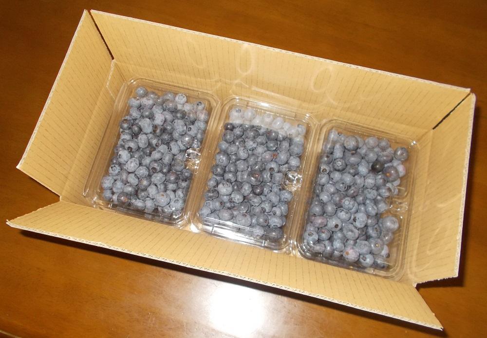 【2024年6月下旬～発送／先行受付】＜生産者直送＞新鮮朝取り　大粒生ブルーベリー 1.5kg