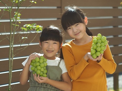 【産地直送】上山産・完熟シャインマスカット　１ｋｇ以上　ご家庭用　0140-2401