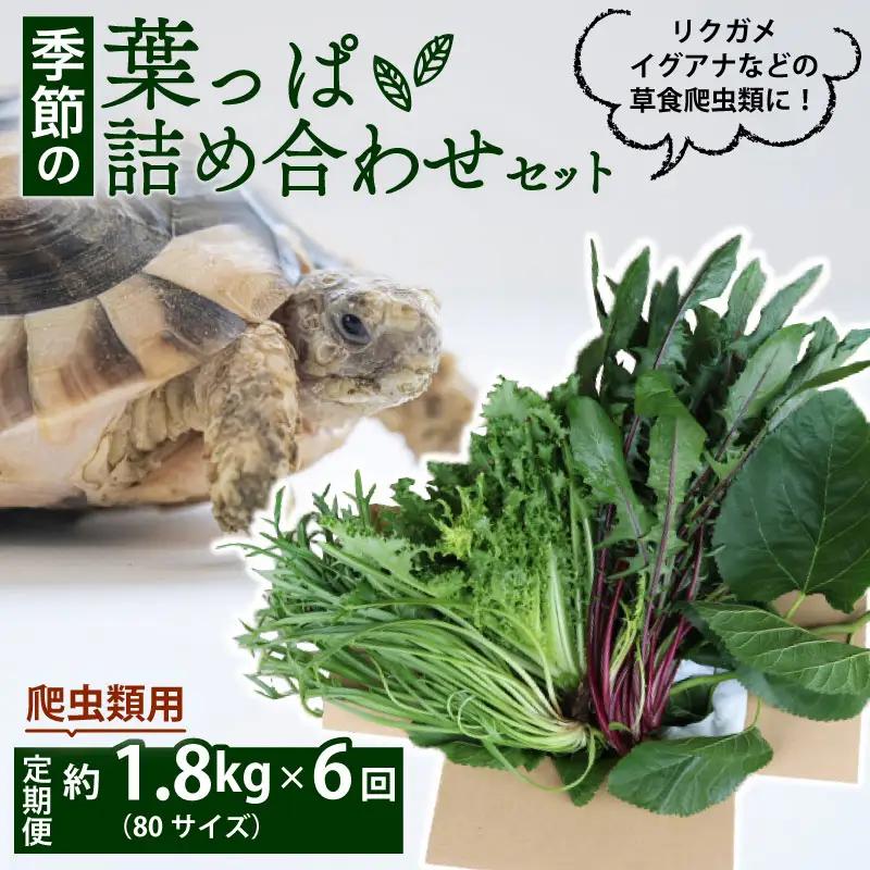 【爬虫類用】【定期便6回】 季節の葉っぱ詰め合わせ セット 約 1.8kg 80サイズ ( 定期便 6カ月 草食 雑食 爬虫類 動物 ペットフード ペット リクガメ カメ イグアナ ごはん ご飯 おやつ 野菜 葉 葉野菜 旬 栄養 安心 新鮮 きよしファーム 南丹市 京都府 京都 )