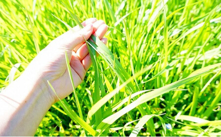 B3-37 【草地和牛】レトルト 麻婆料理の素（1人前200g）3個入り