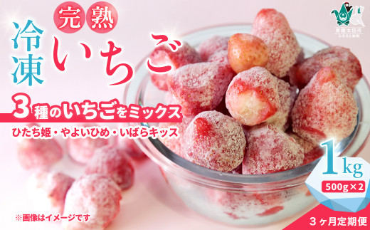 【定期便3回】 冷凍いちご １kg（500g×２袋）×3か月 土耕栽培にこだわる農薬減量栽培【茨城県 常陸太田 いちご いばらキッス ひたち姫 やよいひめ フルーツ 苺 イチゴ 果肉 まろやかな 品質 健康 果物 デザート 美容 おやつ 料理 ソース 人気 苺 いちご 果実 果汁 冷凍 冷凍食品 冷凍いちご 朝採り 完熟 新鮮 大容量 オススメ 茨城県 常陸太田】