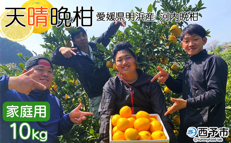 
愛媛県明浜産　天晴晩柑（河内晩柑）　10kg
