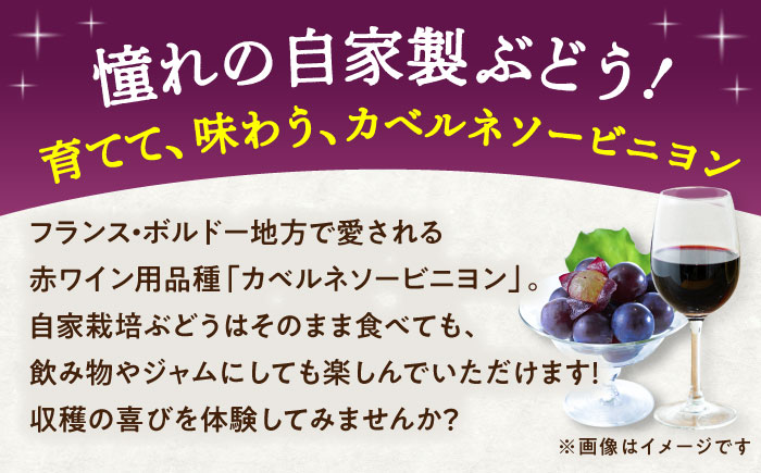 ワイン用 ブドウ苗(カベルネソービニヨン用) 6号鉢入り 2～3年生 大苗 樹高60cm前後 / 果樹 熊本県 ぶどう ぶどう苗木 葡萄 ぶどうの木 庭木 植木 菊池郡 菊陽町【Herb＆Rose】 