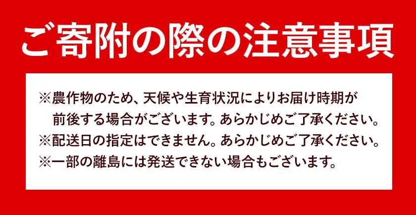 とうもろこし 3本 城本農園 とうもろこし