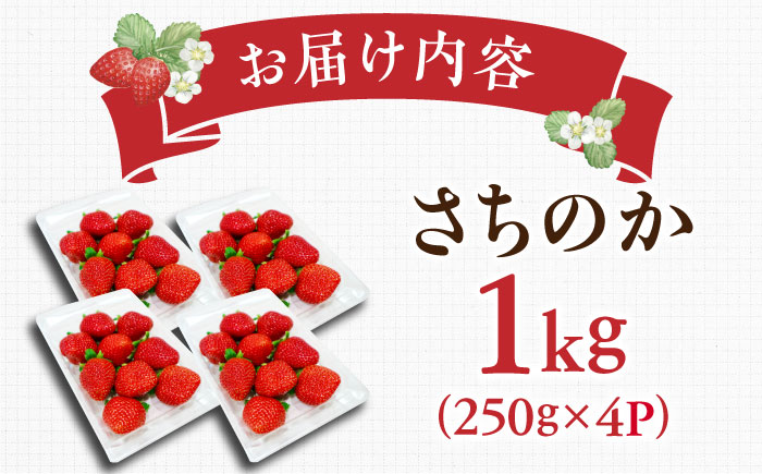 【2025年発送分 先行予約】【ビタミンC豊富な濃厚いちご】さちのか 1kg（250g×4パック） / 苺 イチゴ いちご フルーツ 果物 / 佐賀県 / さかもとさんの畑 [41ABAA006]