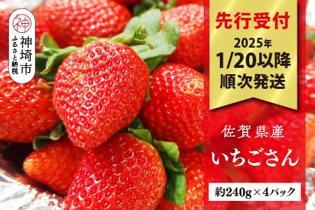 【先行受付 R7年1月20日より発送】期間限定 佐賀県産いちごさん 約240g×4パック【苺 イチゴ ブランドいちご 朝採れ デザート スイーツ フルーツ 誕生日ケーキ バレンタイン】(H040149)