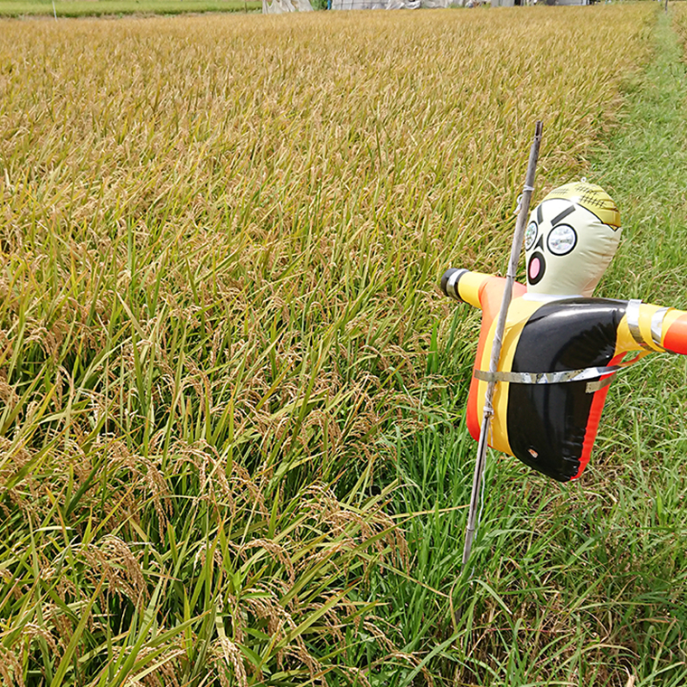 令和7年産 茨城県産 いのちの壱 5kg 玄米 米 こめ コメ 茨城県 国産 いばらき 単一米 単一原料米 大粒 農家直送 [BG014ya]