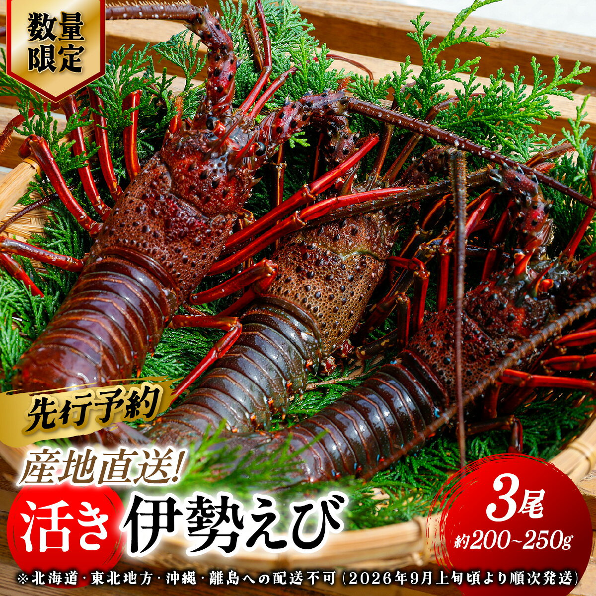 【ふるさと納税】【先行予約】【数量限定】産地直送！活き伊勢えび 約200～250g×3尾 ※北海道・東北地方・沖縄・離島への配送不可（2026年9月上旬頃より順次発送）【ふるさと納税 人気 おすすめ ランキング 伊勢海老 伊勢えび 伊勢エビ えび エビ 海老】IKTJ009