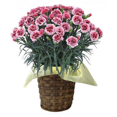 ふるさと納税 柴田町 柴田ポットカーネーションポット(複色系)