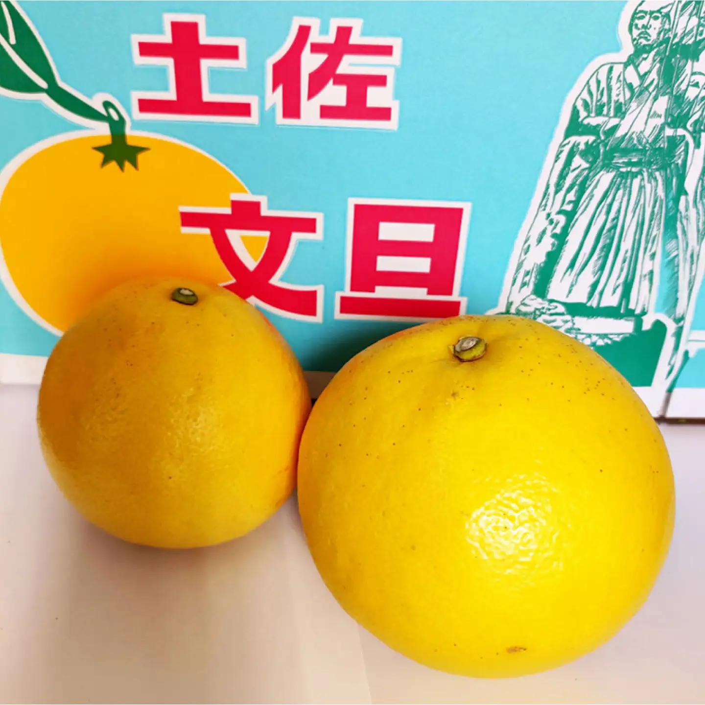【先行予約】土佐文旦 10kg 家庭用 大玉 文旦[BQAJ001]