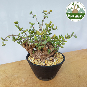 ケラリア・ピグマエア (発根管理済) A008｜観葉植物 コーデックス 盆栽 鉢植え インテリア ハコネコ [0661]