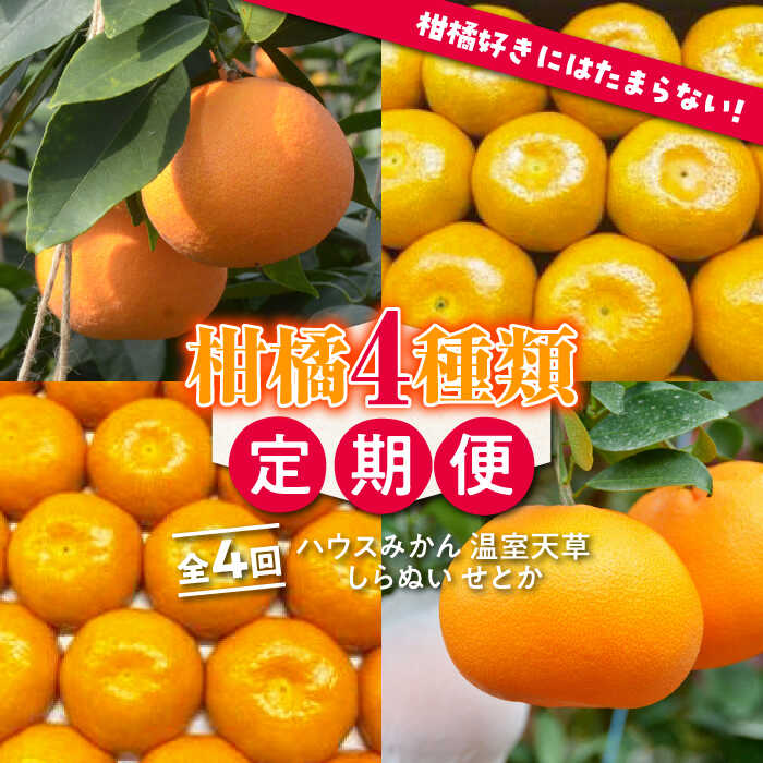 【ふるさと納税】【4回定期便】【2026年7月初回発送】柑橘 4種類 定期便 / ハウスみかん 温室天草 しらぬい せとか 果物 フルーツ / 南島原市 /JA島原雲仙東南部基幹センター [SAC005]