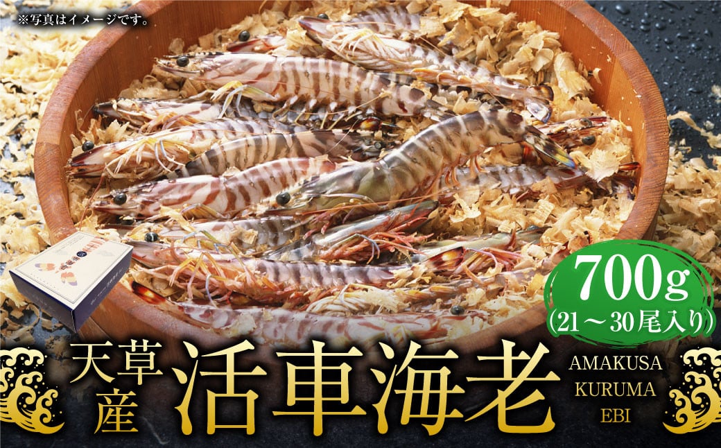 
            天草産活車海老 700g 21～30尾 活き車海老 車海老 車エビ 活き海老 活きエビ えび 海老 エビ 新鮮 魚介 【発送期間2025年11月5日から2026年3月31日】
          