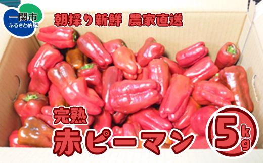 《先行予約 9月～順次発送》【訳あり】ふぞろい赤ピーマン 5kg《朝採り新鮮／農家直送》