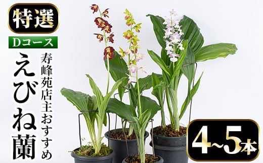 【個数限定】寿峰苑特選えびね蘭　店主おすすめ標準Dコース（4本～5本） 鹿児島 冠岳 で育った 蘭 時期により 花 苗 鉢入りでお届け！ 【D-013H】